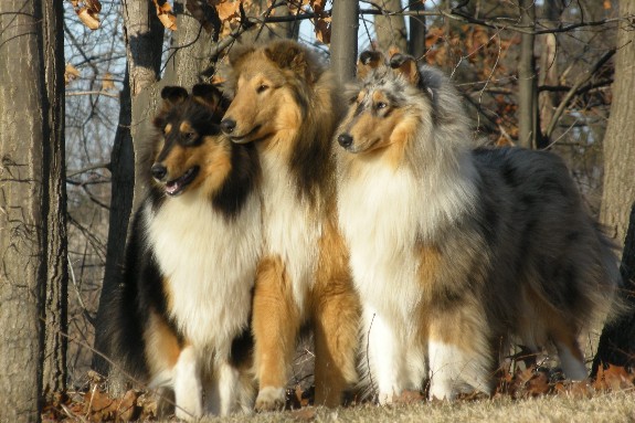Tri_Color_Sable_and_White_Blue_Merle_Rough_Collies_RP.JPG