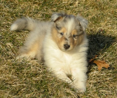 5 weeks