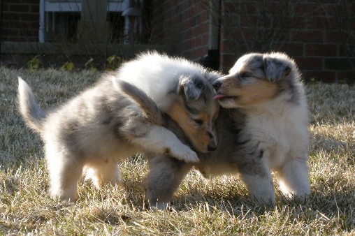 5 weeks (Casper & Benjamin)