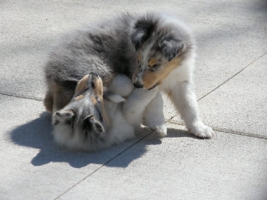 6 weeks (Casper & Benjamin)