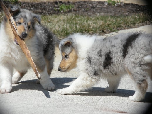 6 weeks (Aaron & Casper)