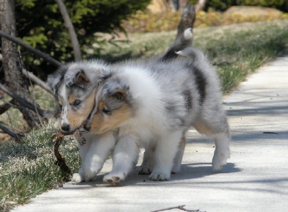 6 weeks (Benjamin & Casper)