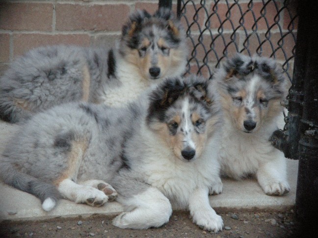 9 weeks (Aaron, Benjamin, & Casper)