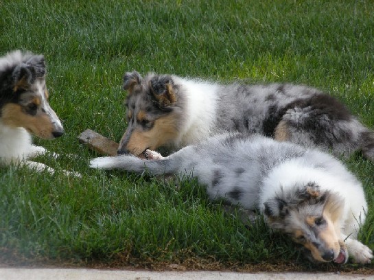 11 weeks (Benjamin, Aaron, & Casper)