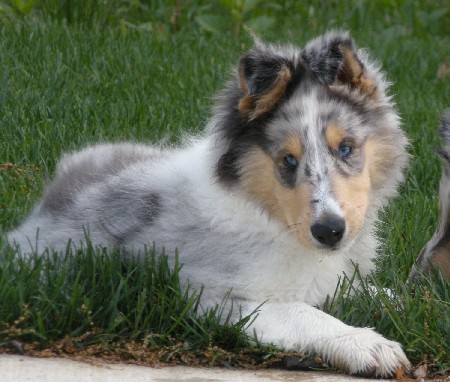 11 weeks
