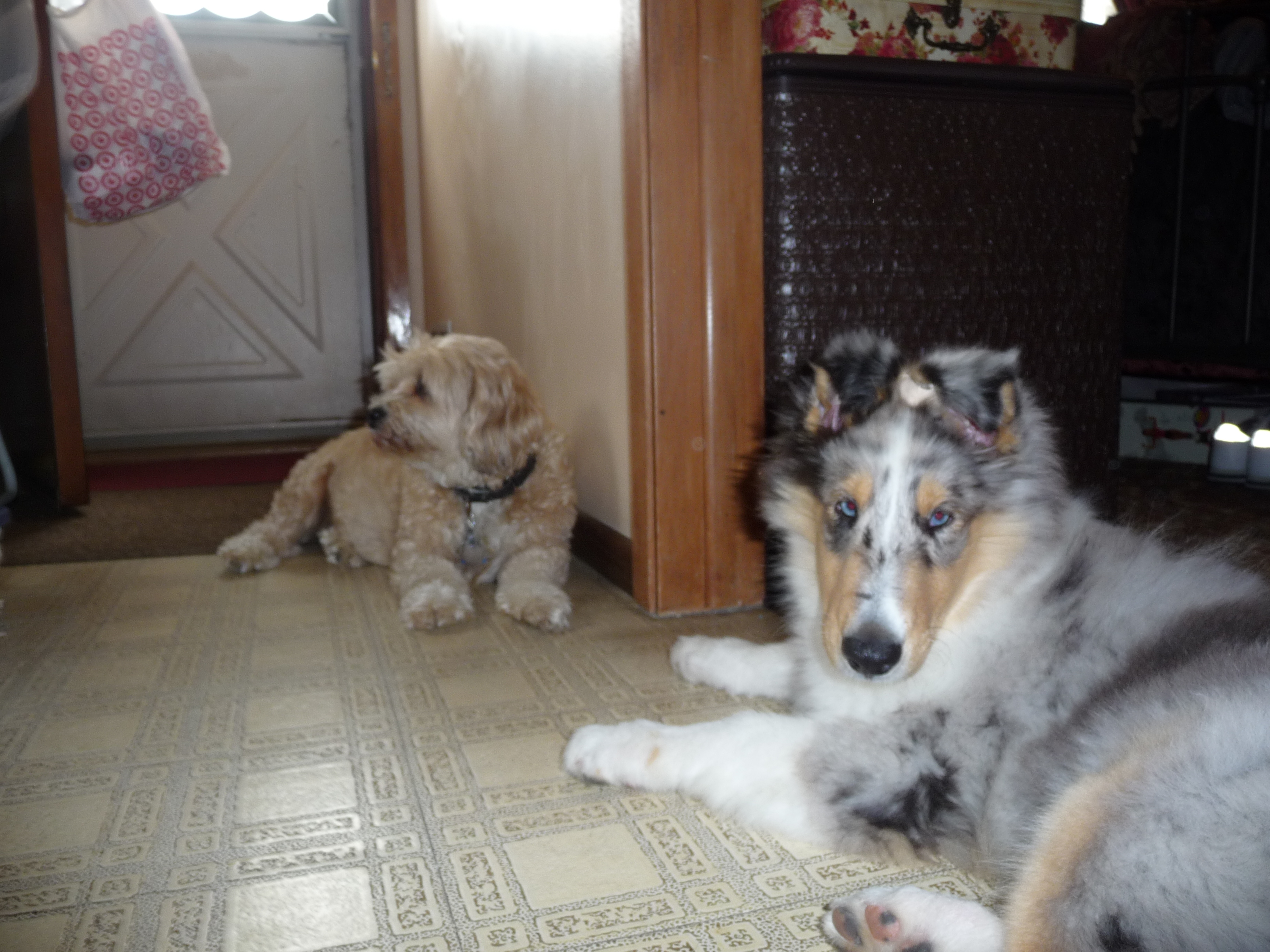 12 weeks Benji and his friend Bandit