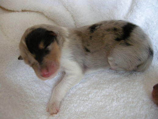 2 days old