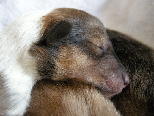Sable & White Female B - 2 days old