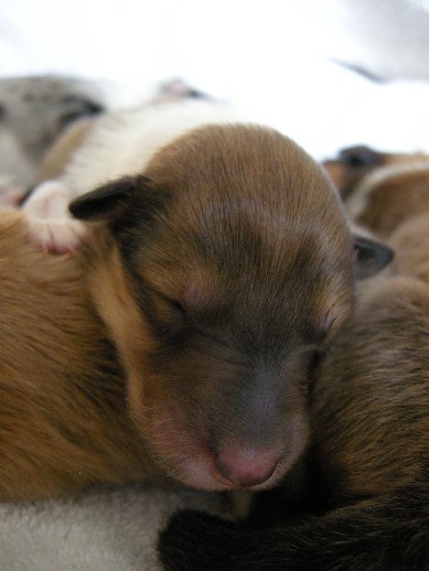 Sable & White Female B - 2 days old