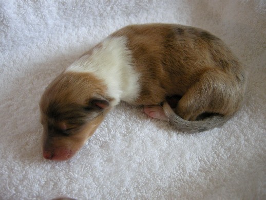 2 days old
