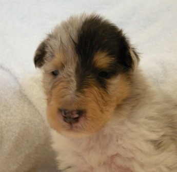 3 weeks