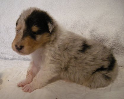 3 weeks