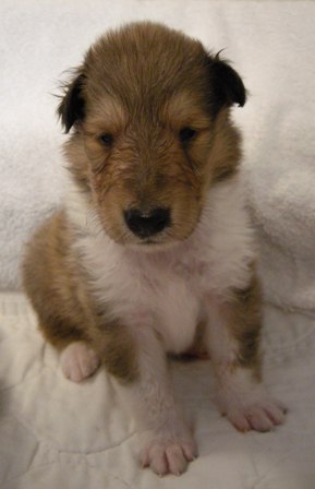 Sable & White Female B - 3+ week old