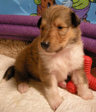 Sable & White Female B - 3+ week old
