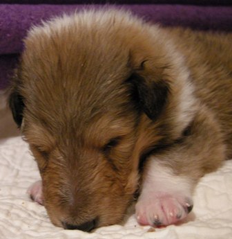 Sable & White Female B - 3+ week old