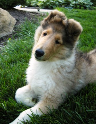 9-10 weeks
