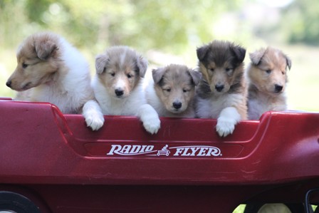 2012 Sable and White Collie Puppy LItter
