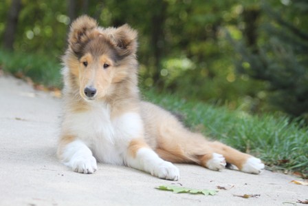 Sable and White Rough Female Collie Puppy