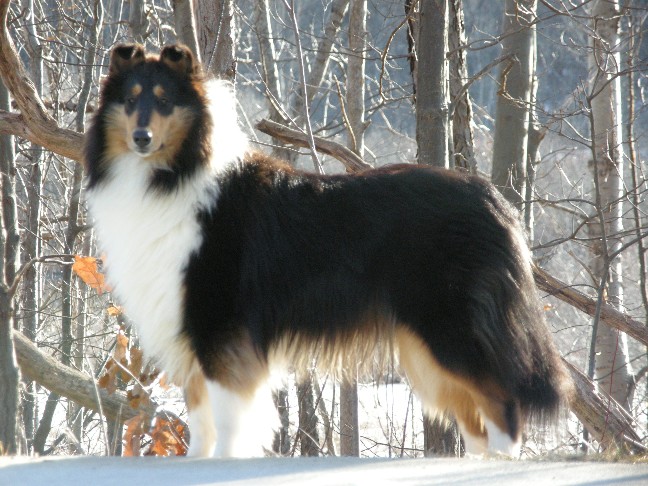 12 Mos Tri Color Female Rough Collie3 648×486 Collie Rough Collie Collie Breeds