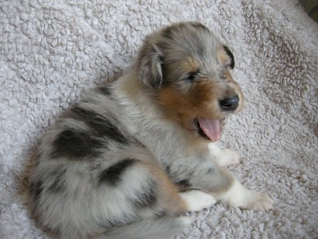 blue merle rough collie puppy