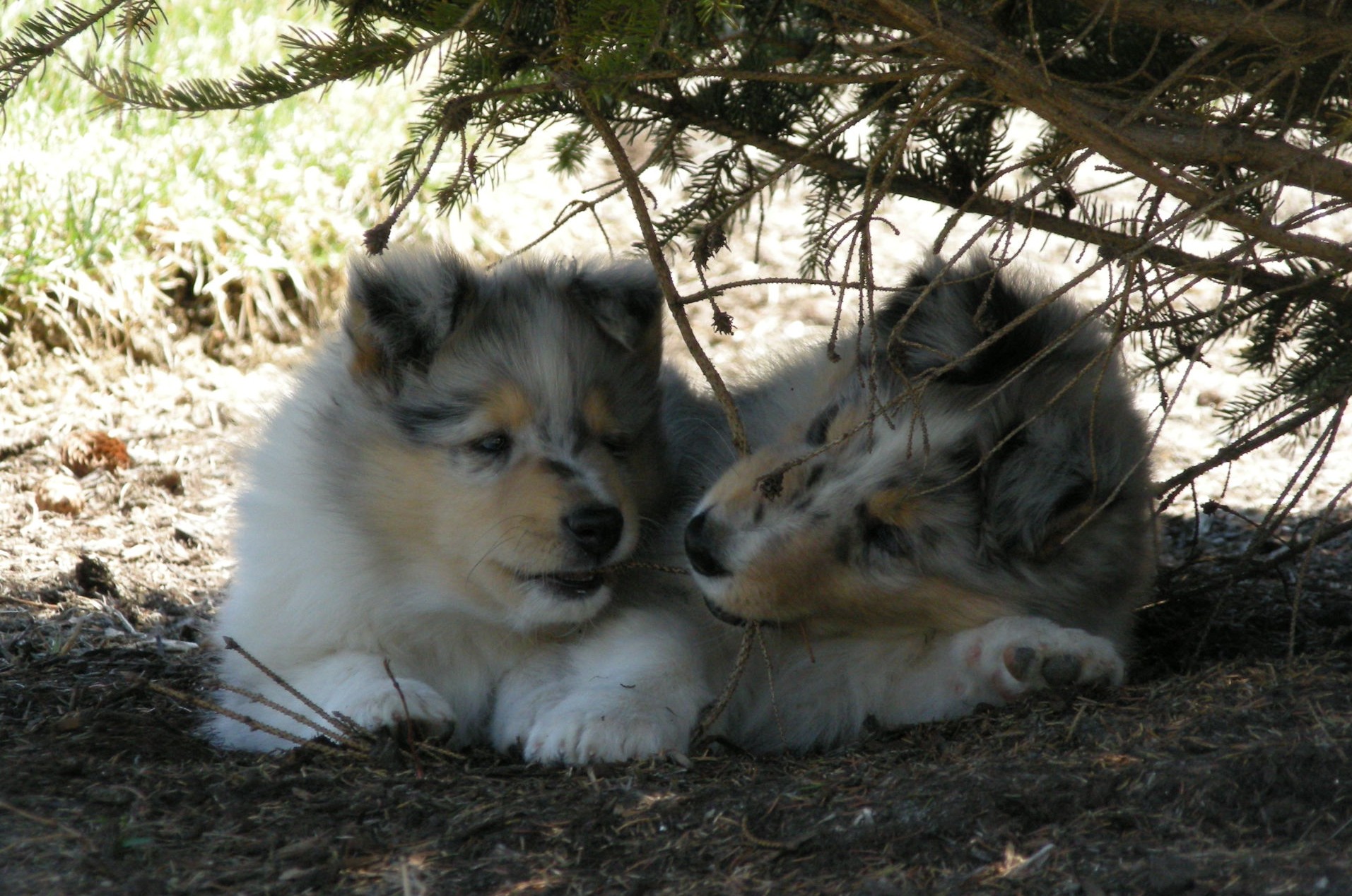 7 weeks (Casper & Benjamin)