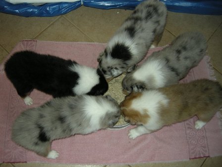 4 weeks - Group Shot