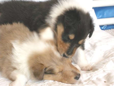 4_week_old_tri_color_collie_puppy_and_sable_merle_collie