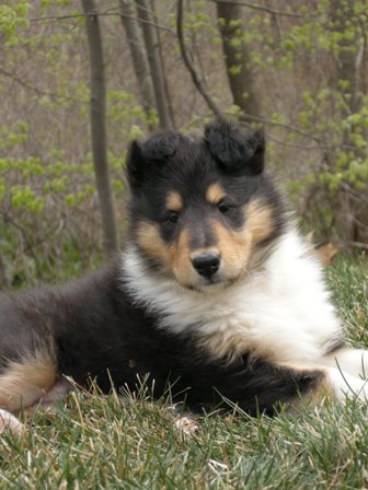 pictures of puppies to color. color collie puppiesthree