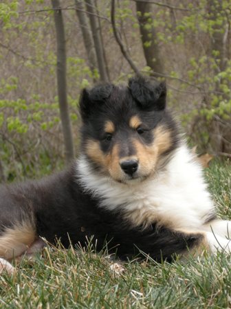 tri colored collie