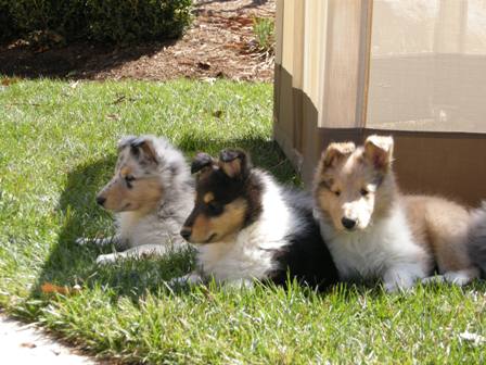 7 weeks - Mark Eden & Samson