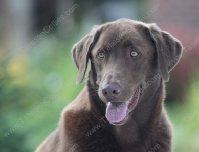 Chocolate Labrador - Dexter