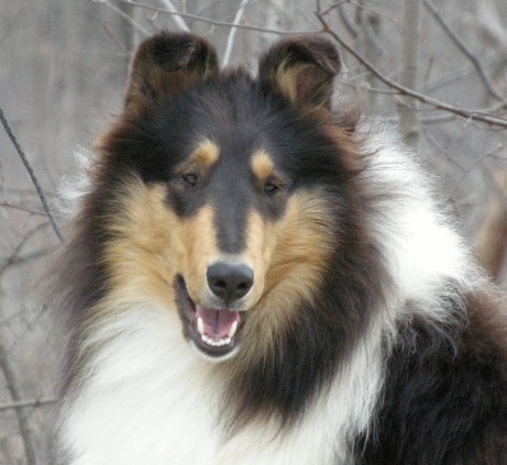 Rough Tri Color Female Collie
