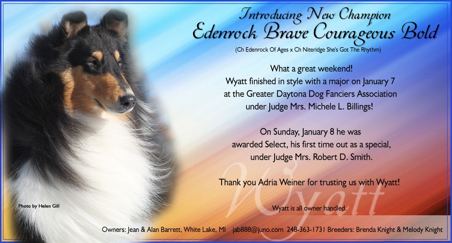 Photography by Helen@ Taliesen Collies - New Champion (tri Color Rough Male Colllie)