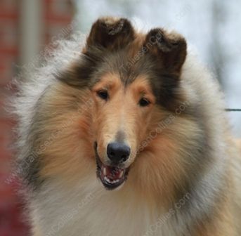 Sable and White Female Collie