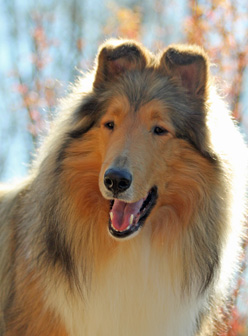 Sable and White Rough Female Collie