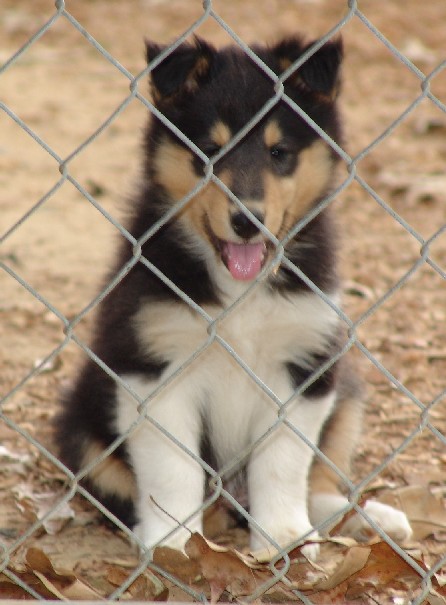 Robin_-_Rough_Tri_Color_Female_ Collie_ 6weeks