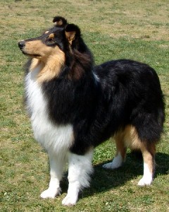 Robin_-_Rough_Tri_Color_Female_Collie_8months