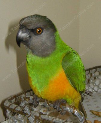Senegal Parrot - Ohau