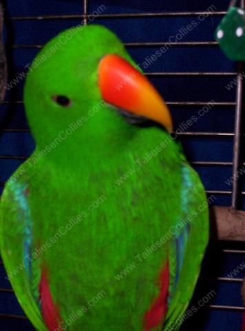 Solomon Island Eclectus - Nelson