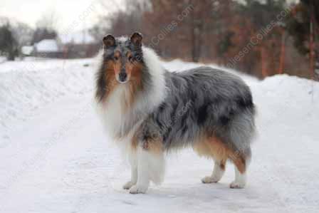 WM_Blue_Merle_Male_Rough_Collie_Gryffin_01-30-11_10