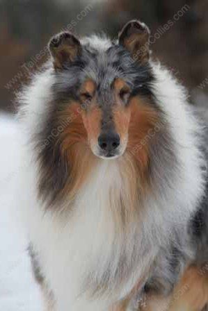 WM_Blue_Merle_Male_Rough_Collie_Gryffin_01-30-11_13