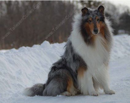 WM_Blue_Merle_Male_Rough_Collie_Gryffin_01-30-11_14