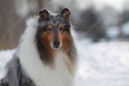 WM_Blue_Merle_Male_Rough_Collie_Gryffin_01-30-11_16