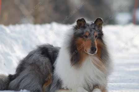 WM_Blue_Merle_Male_Rough_Collie_Gryffin_01-30-11_20