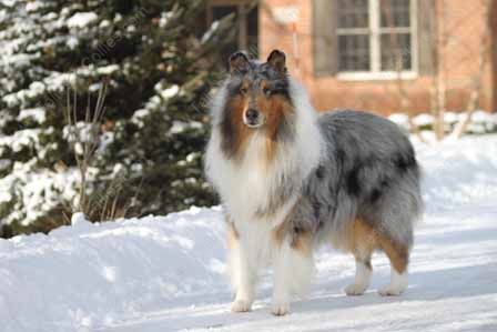 WM_Blue_Merle_Male_Rough_Collie_Gryffin_01-30-11_24