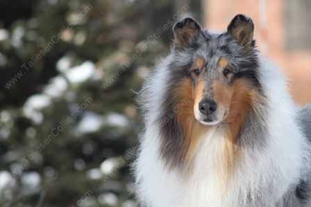 WM_Blue_Merle_Male_Rough_Collie_Gryffin_01-30-11_25