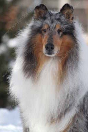 WM_Blue_Merle_Male_Rough_Collie_Gryffin_01-30-11_35