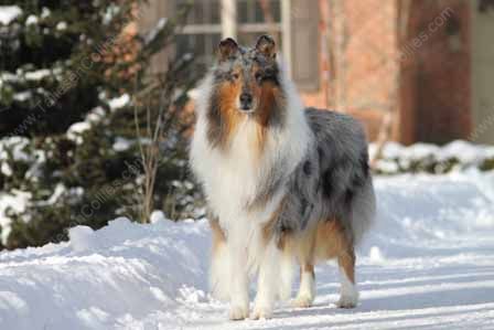 WM_Blue_Merle_Male_Rough_Collie_Gryffin_01-30-11_38