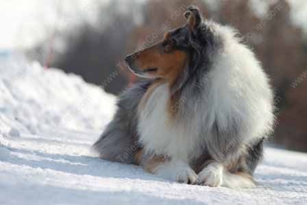 WM_Blue_Merle_Male_Rough_Collie_Gryffin_01-30-11_45