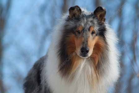 WM_Blue_Merle_Male_Rough_Collie_Gryffin_01-30-11_54